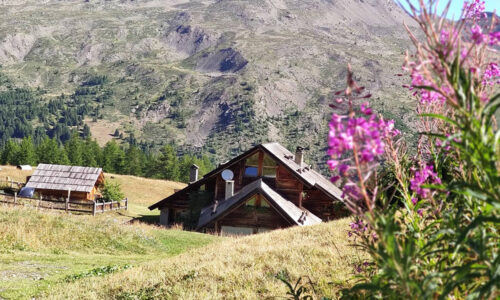 fleurs-refuge-buffere